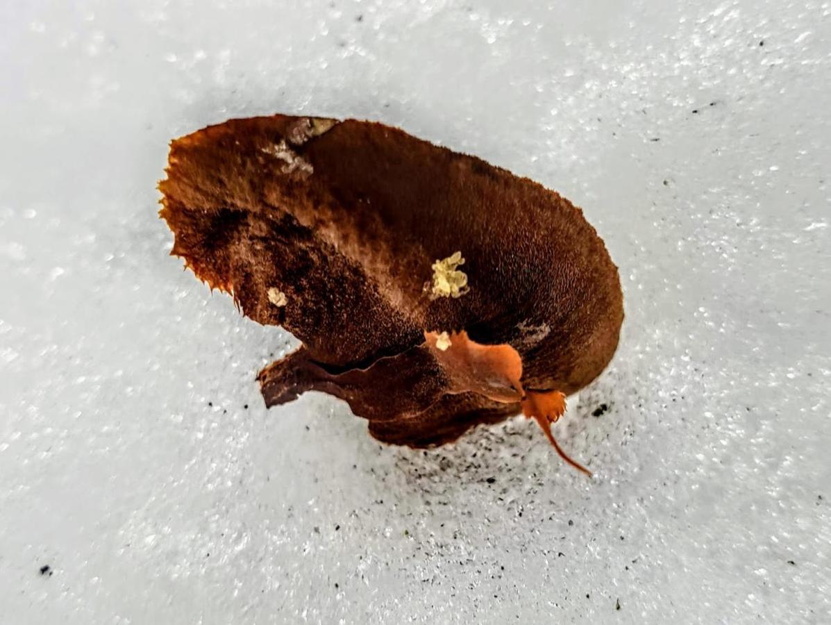 Ferienwohnung Kochs Beeren Oberfresen Bagian luar foto