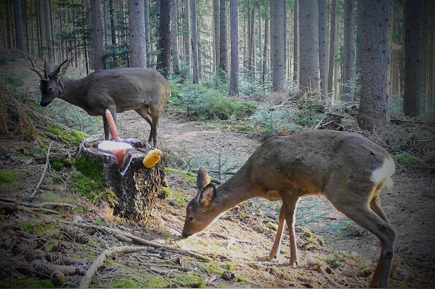Ferienwohnung Kochs Beeren Oberfresen Bagian luar foto