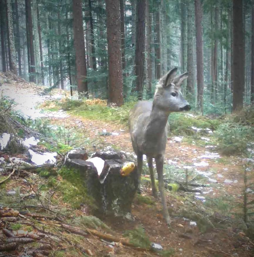 Ferienwohnung Kochs Beeren Oberfresen Bagian luar foto