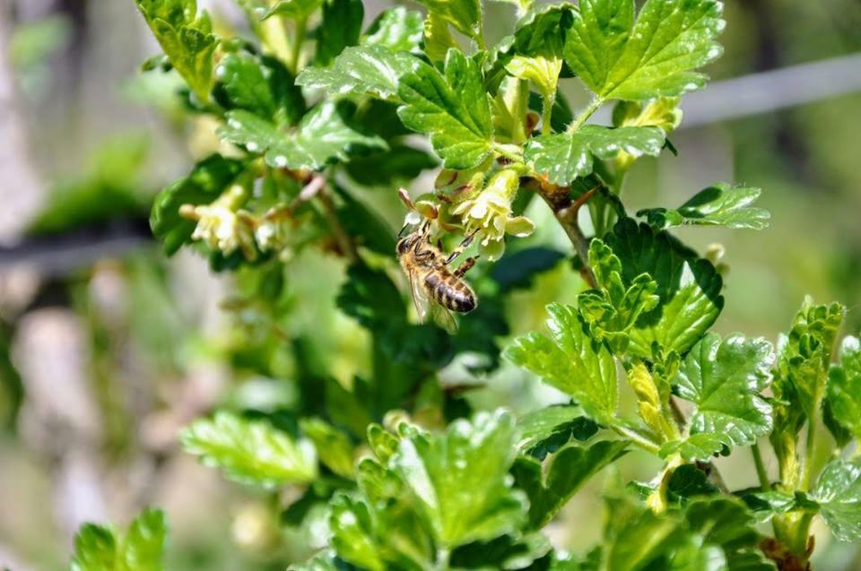 Ferienwohnung Kochs Beeren Oberfresen Bagian luar foto